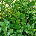 Bay Leaf Tree Live Plant – 5-6 Inch Rooted Cutting, Culinary Herb, Laurus nobilis, Indoor Outdoor Container Friendly