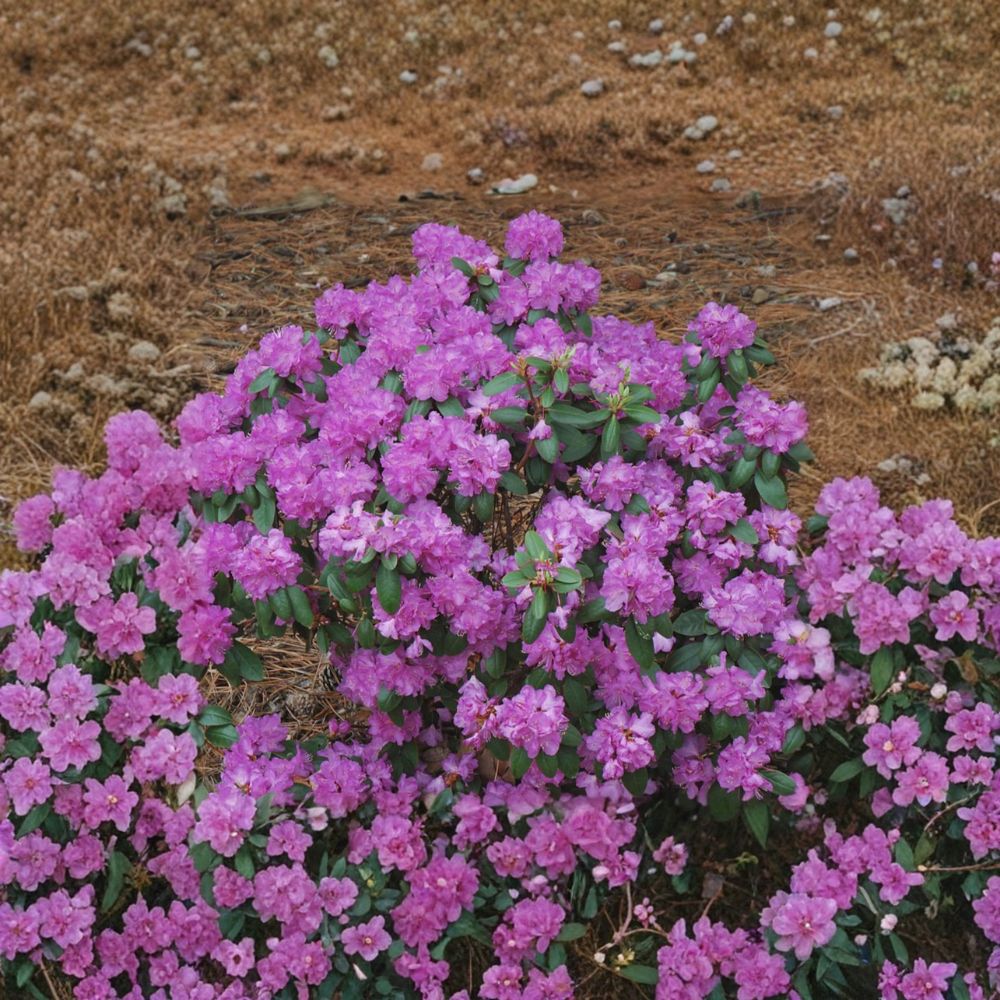 PJM Compact Rhododendron – Dwarf Evergreen Shrub with Lavender Pink Spring Blooms in #3 Container