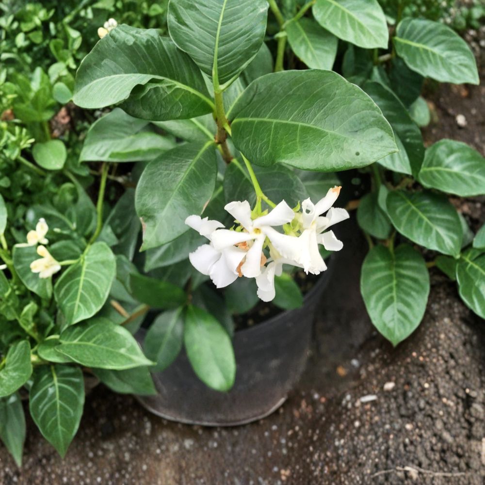 Madison Confederate Jasmine – Trachelospermum jasminoides ‘Madison’ | 3 Gallon Live Plant | Cold Hardy Fragrant Climber