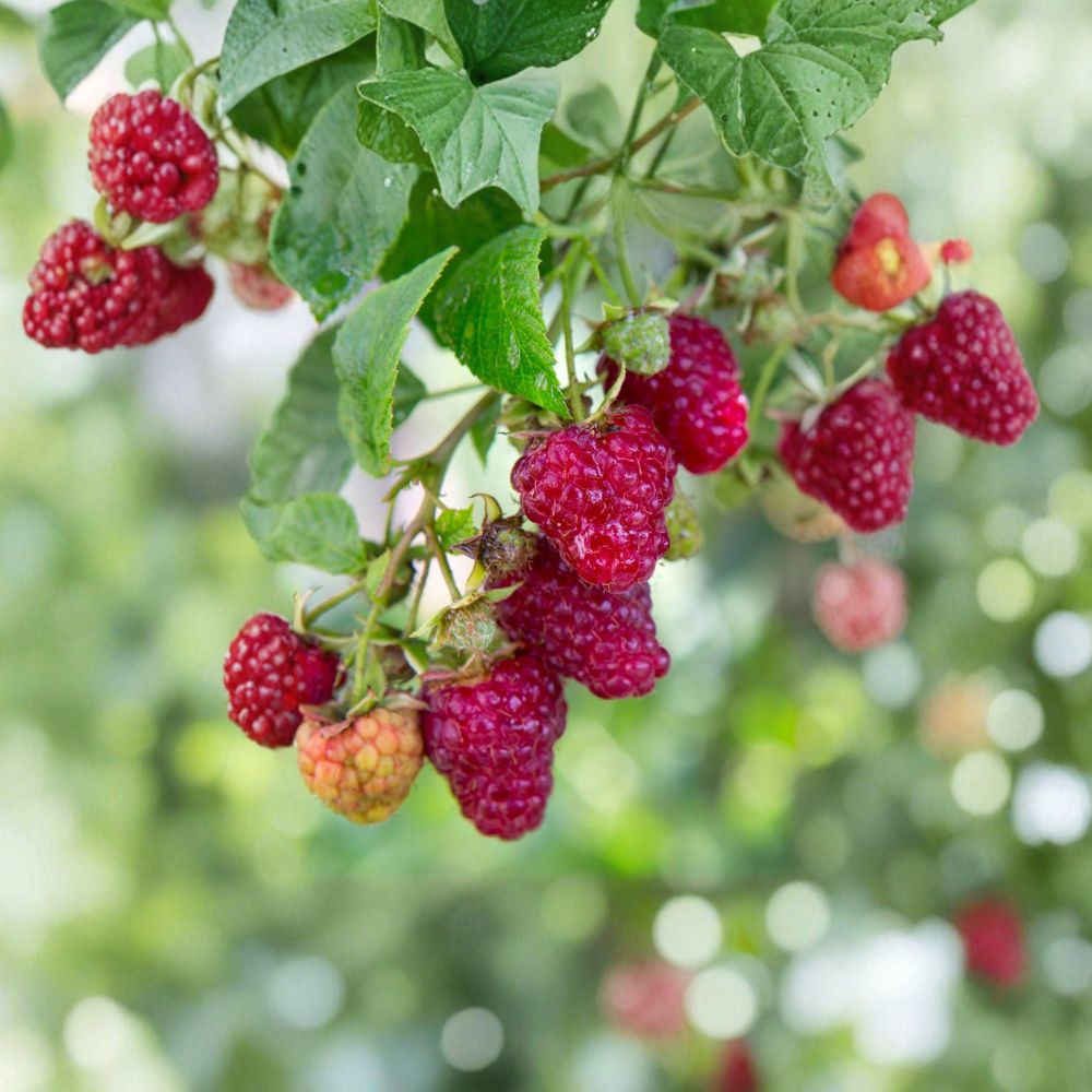 Jaclyn Everbearing Raspberry Plant – Live Rooted Red Raspberry | Zones 3-8