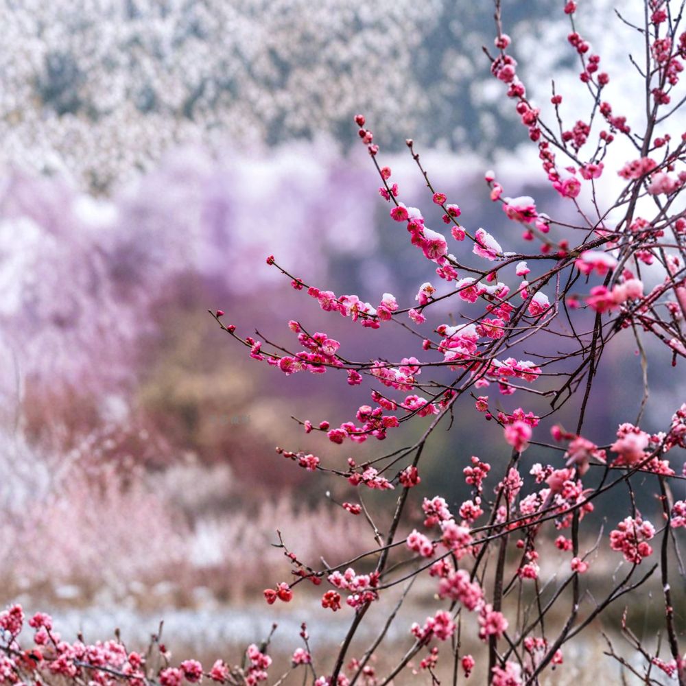 Peggy Clarke Japanese Flowering Apricot Tree – Prunus mume Live Tree with Fragrant Double Pink Blooms