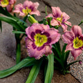 Always Afternoon Daylily - 3 Live Bare Root Plants | Rose Purple Hemerocallis Perennial