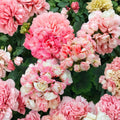Appleblossom Geranium Seeds – Pelargonium Hortorum | 15 Seeds | Fast Blooming Pink Zonal Geranium