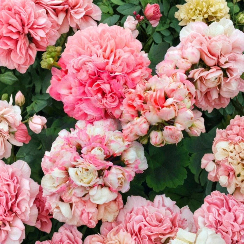 Appleblossom Geranium Seeds – Pelargonium Hortorum | 15 Seeds | Fast Blooming Pink Zonal Geranium