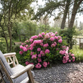 Rhododendron ‘Haaga’ Live Evergreen Shrub | Cold Hardy Pink Blooming Shrub 12–15 Inches Wide