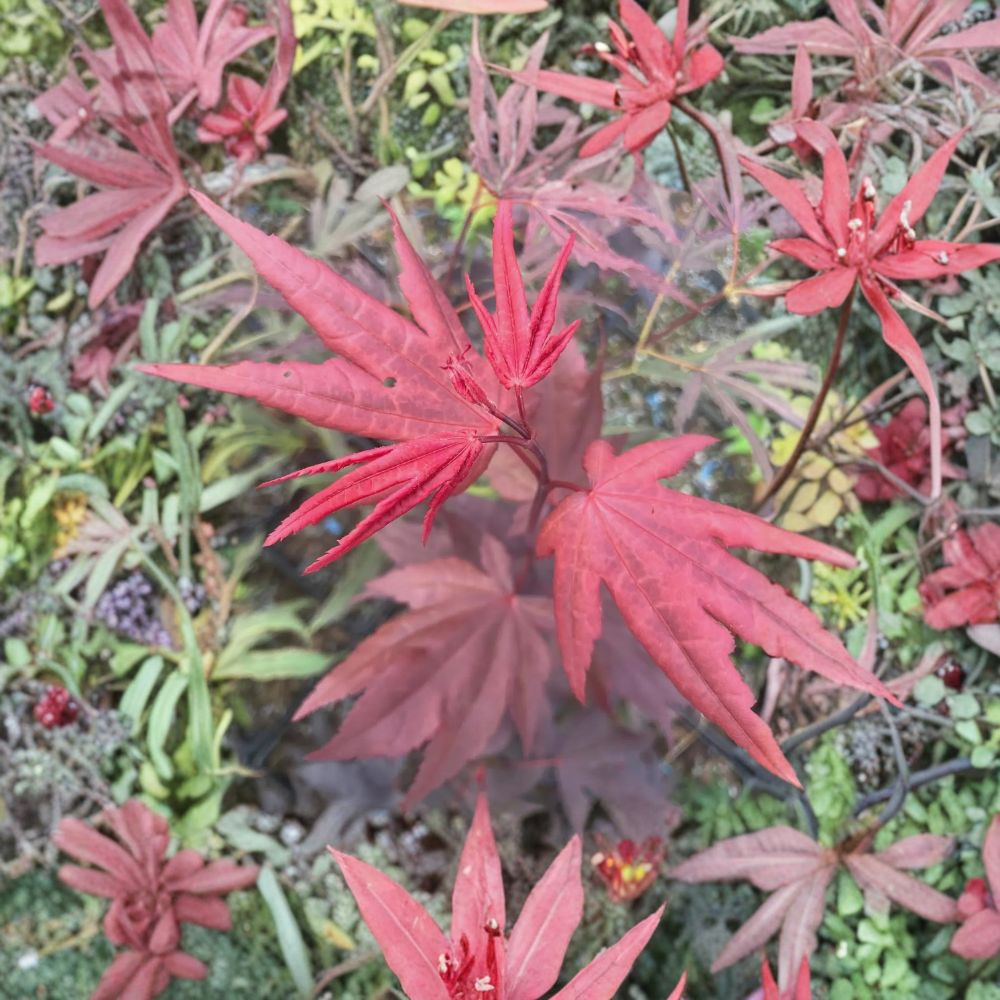 Acer palmatum ‘Ruth’s Red’ – Dark Red Japanese Maple Live Tree | 30–35 Inches Tall | #3 Container