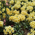 Rhododendron ‘Hotei’ – Evergreen Shrub with Yellow Midseason Blooms in One Gallon Container