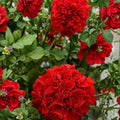 Presto Dark Red Geranium Seeds – Pelargonium Zonal | 25+ Seeds | Rich Red Blooms for Patio & Containers