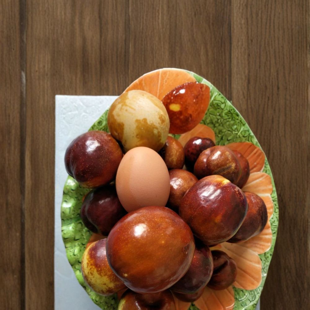 Shanxi Li Giant Jujube Tree – Live Bare Root Pear Jujube | 3 Feet Tall | Ziziphus jujuba