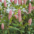 Ruby Spice Summersweet - Fragrant Native Flowering Shrub in 4 Inch Pot