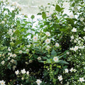 Night Jasmine Seeds – Nyctanthes arbor-tristis | 10 Seeds | Fragrant Night Blooming Shrub