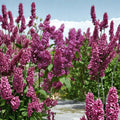 Ludwig Spaeth French Lilac - Deep Purple Fragrant Shrub in 1 Gallon Pot
