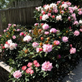 Rhododendron ‘Yaku Sunrise’ Evergreen Shrub | Pink & White Midseason Blooms | Cold Hardy Dwarf Rhododendron