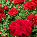 Calliope Dark Red Geranium Seeds – Pelargonium Hybrid with Deep Red Blooms | 25+ Seeds