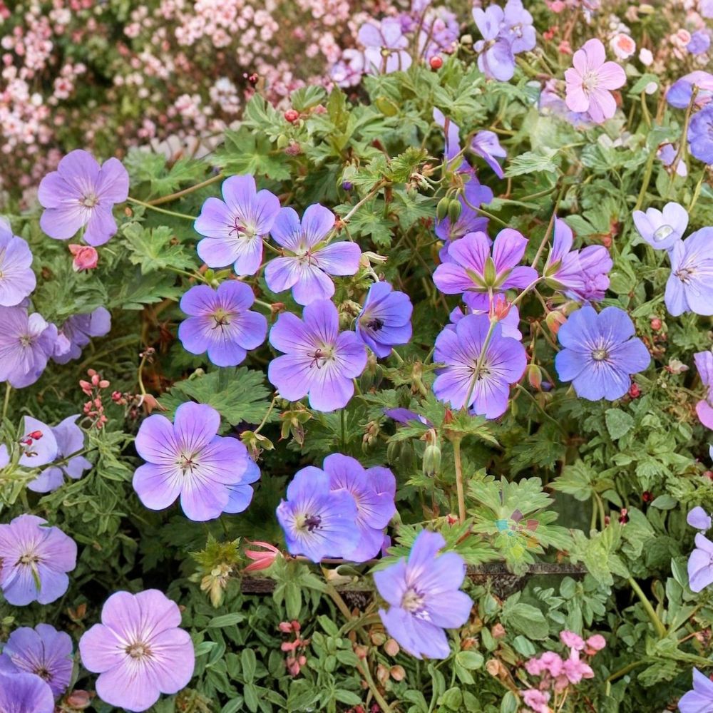 Rozanne Geranium Seeds – Geranium ‘Gerwat’ | 25+ Seeds | Hardy Blue Flower Perennial