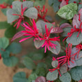 Loropetalum Chinese Fringe Flower Plant – Evergreen Shrub with Vibrant Pink Blooms | Loropetalum chinense
