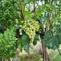 5 Diamond Muscat Seedless Grape Cuttings – Vitis vinifera Live Propagation Cuttings | US Seller
