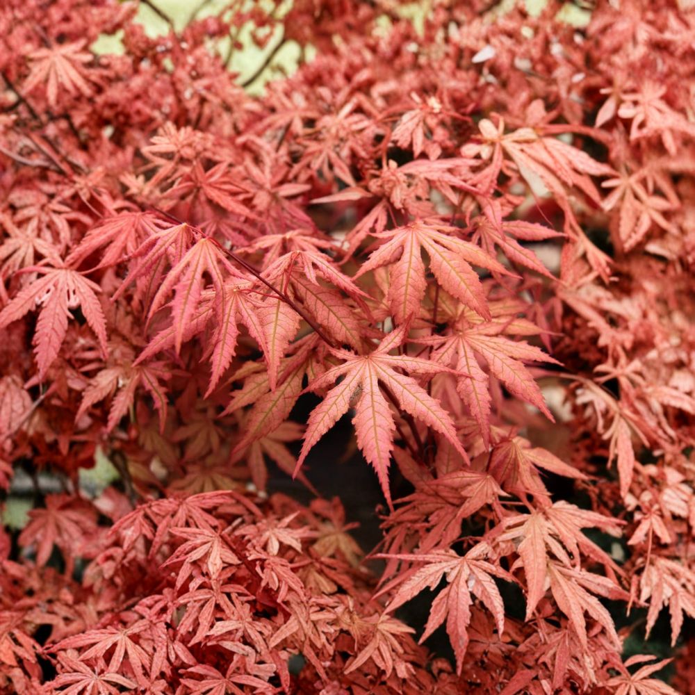 Acer palmatum ‘Nebula’ Japanese Maple – Rare Variegated Collector Tree 25–35 Inches Tall