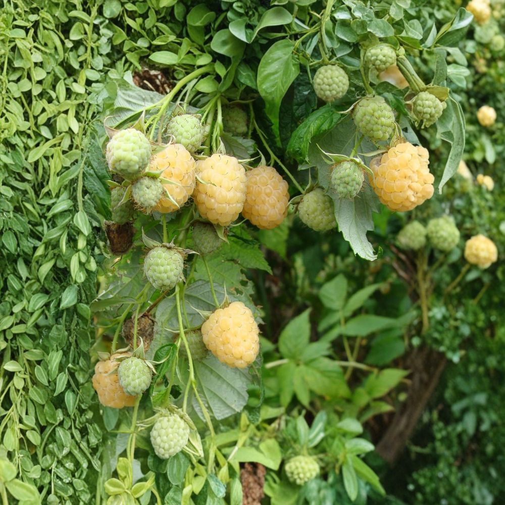 Anne Yellow Raspberry Live Rooted Plant | Sweet Golden Fall Bearing Berry Zones 4-9