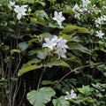 Brazilian Jasmine Seeds – Mandevilla laxa | 8 Seeds | Fragrant White Climbing Vine