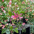 Goldflame Honeysuckle Vine – Purple Coral Honeysuckle Climbing Flower Vine