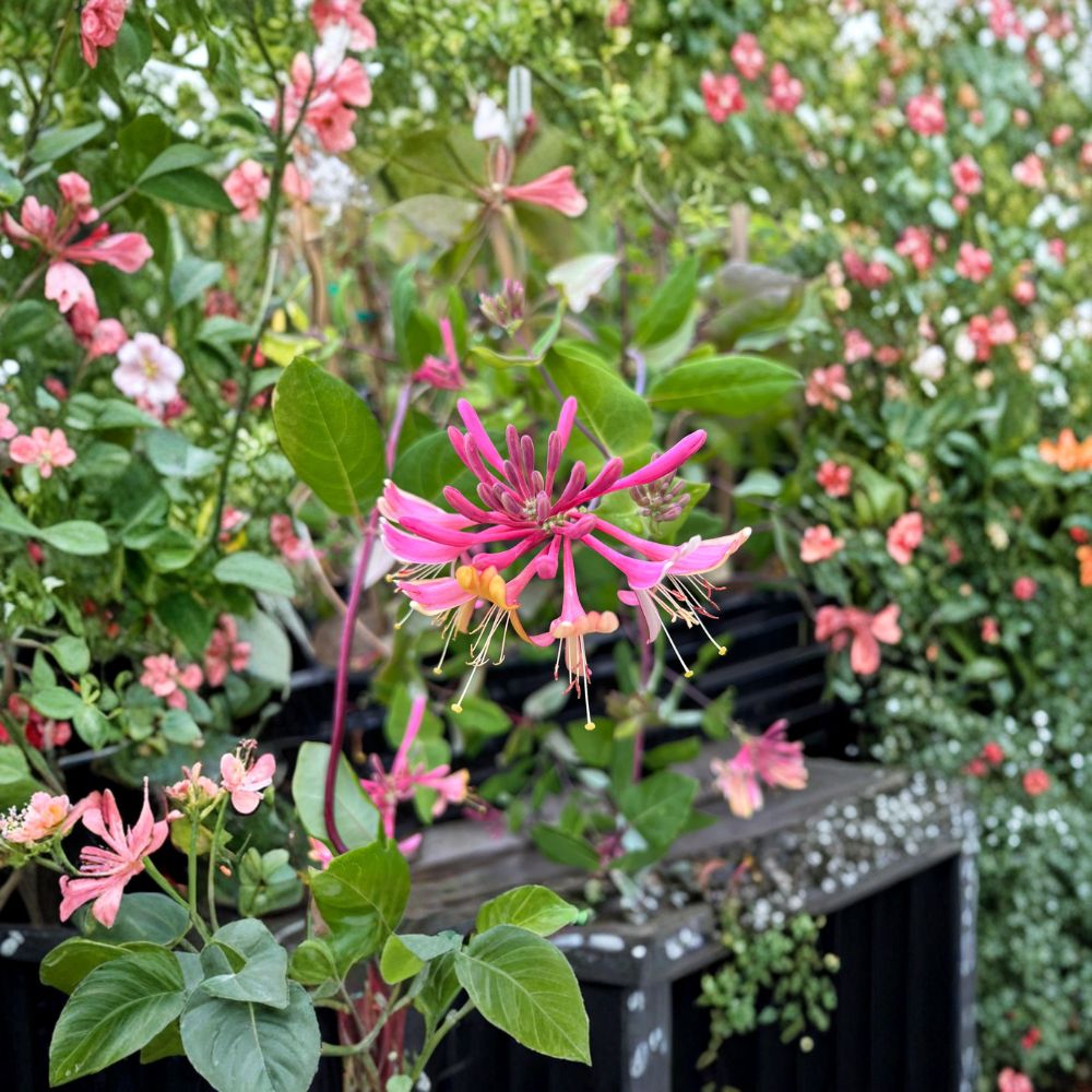 Goldflame Honeysuckle Vine – Purple Coral Honeysuckle Climbing Flower Vine