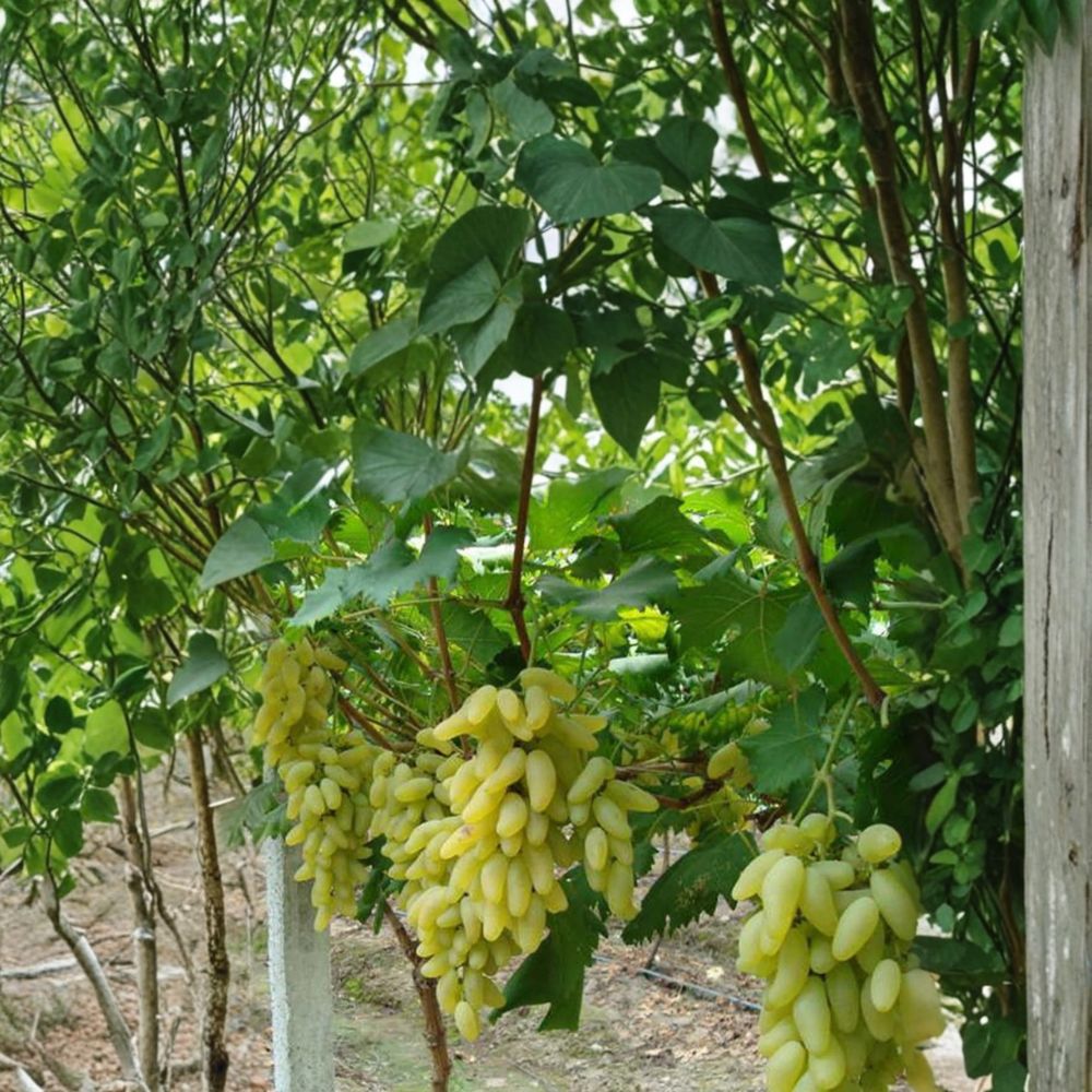 5 Japanese Gold Finger Grape Cuttings – Vitis vinifera Live Propagation Cuttings | Sweet Luxury Table Grape
