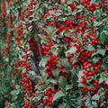 Blue Princess Holly - Female Evergreen Shrub with Red Berries | 1 Gallon Pot