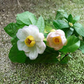 Chinese Sweetshrub Sinocalycanthus chinensis | Rare Deciduous Flowering Shrub in 2 Gallon Pot