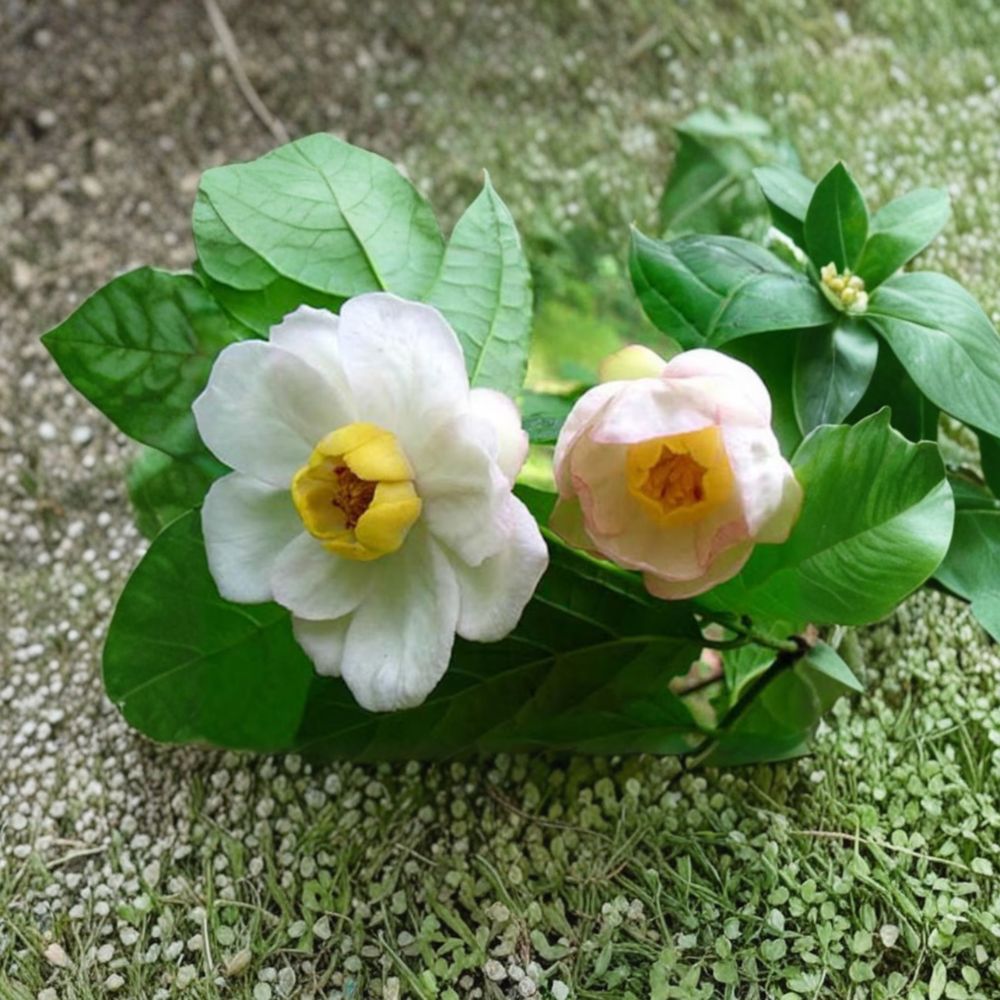Chinese Sweetshrub Sinocalycanthus chinensis | Rare Deciduous Flowering Shrub in 2 Gallon Pot