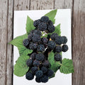 Jewel Black Raspberry Live Rooted Plant | Large Sweet Black Berries | Zones 4-8