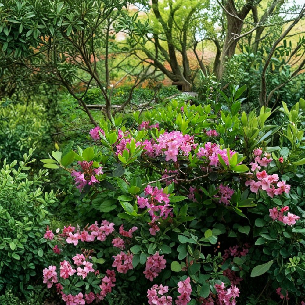 Rhododendron myrtifolium – Dwarf Evergreen Shrub with Lilac Lavender Blooms in #2 Container