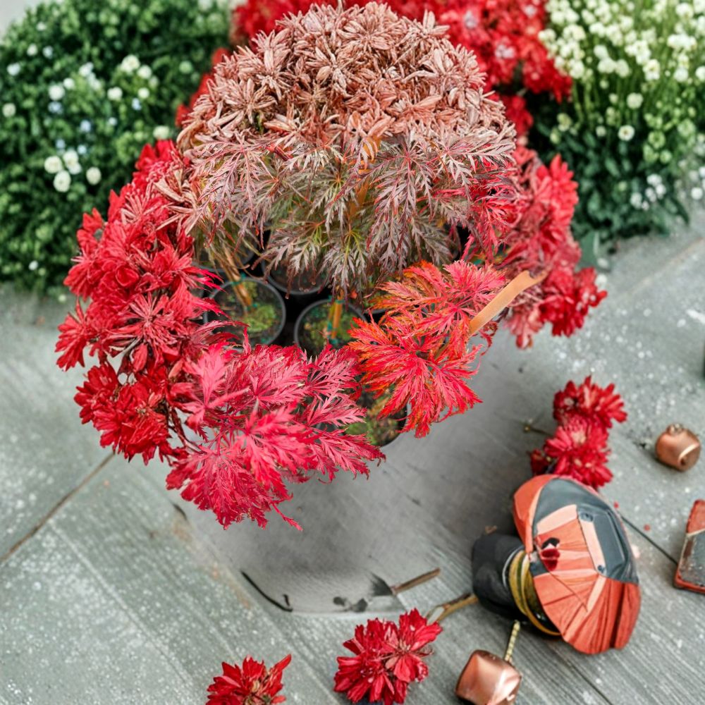 Acer palmatum dissectum ‘Crimson Queen’ – Weeping Japanese Maple Live Tree 18–25 Inches Tall
