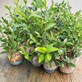 Camellia sinensis Anji White Tea Plant – Live Tea Plant in Nursery Pot | Rare Chinese Green Tea Variety