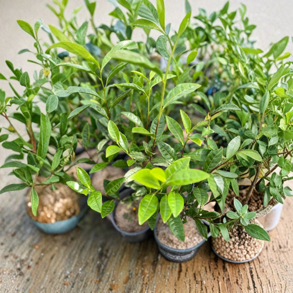 Camellia sinensis Anji White Tea Plant – Live Tea Plant in Nursery Pot | Rare Chinese Green Tea Variety