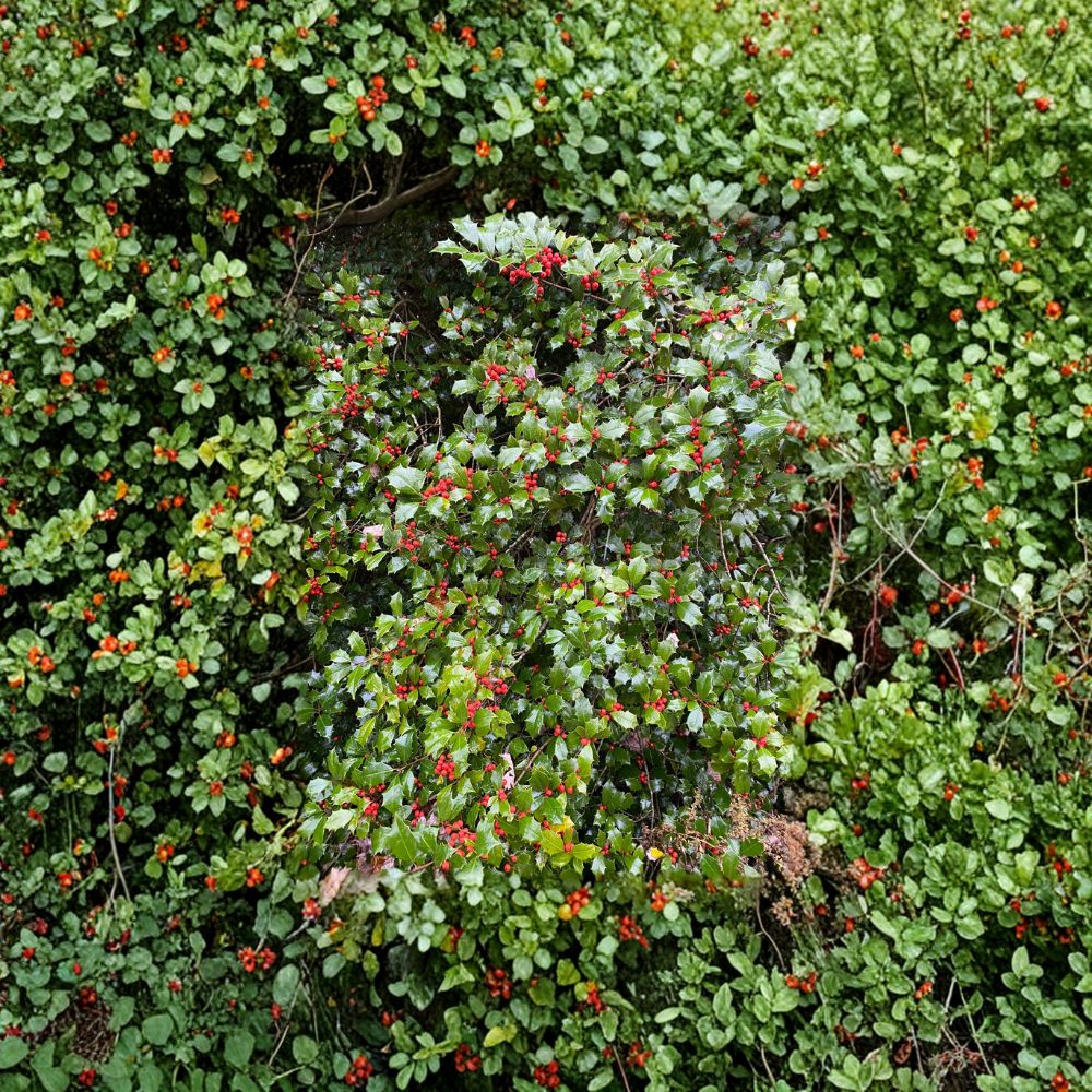 Mrs. Santa American Holly – Live Female Evergreen Holly with Red Berries | Quart Pot Plant | Ilex opaca