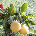 Golden Delicious Apple Tree – Malus domestica Bare Root Live Tree, 32 Inches Tall