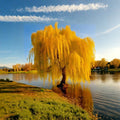 Golden Weeping Willow Tree - Salix alba ‘Tristis’ | 3 Feet Tall Live Plant in Nursery Pot