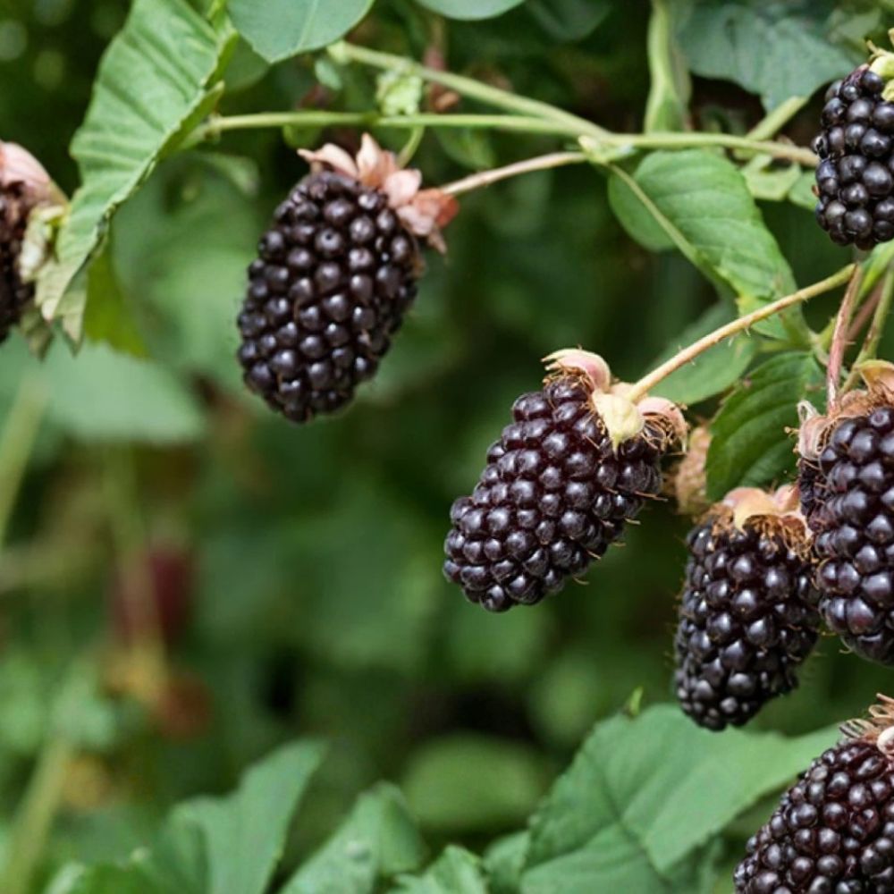 Boysenberry Plant – Live Rooted Berry Vine with Large Sweet-Tart Hybrid Berries | Zones 5–10