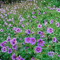 Himalayan Cranesbill Geranium Seeds – Hardy Perennial with Purple Blue Blooms | 25+ Seeds