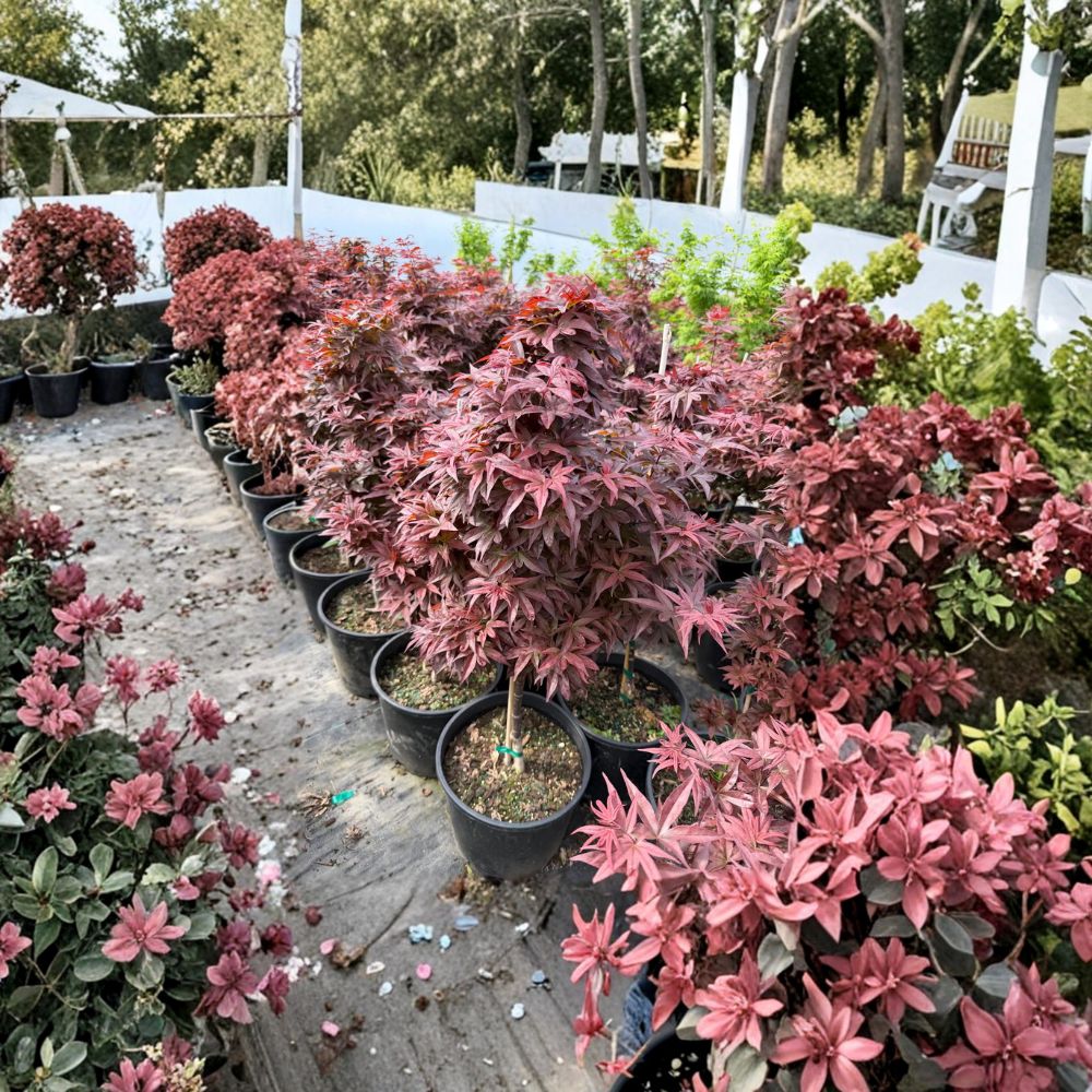 Acer palmatum ‘Red Baron’ Upright Red Japanese Maple Tree | 25–35 Inches | #3 Container