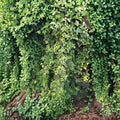 Variegated Ivy Cuttings – Organic Unrooted Vines 6" | Indoor & Outdoor Houseplant