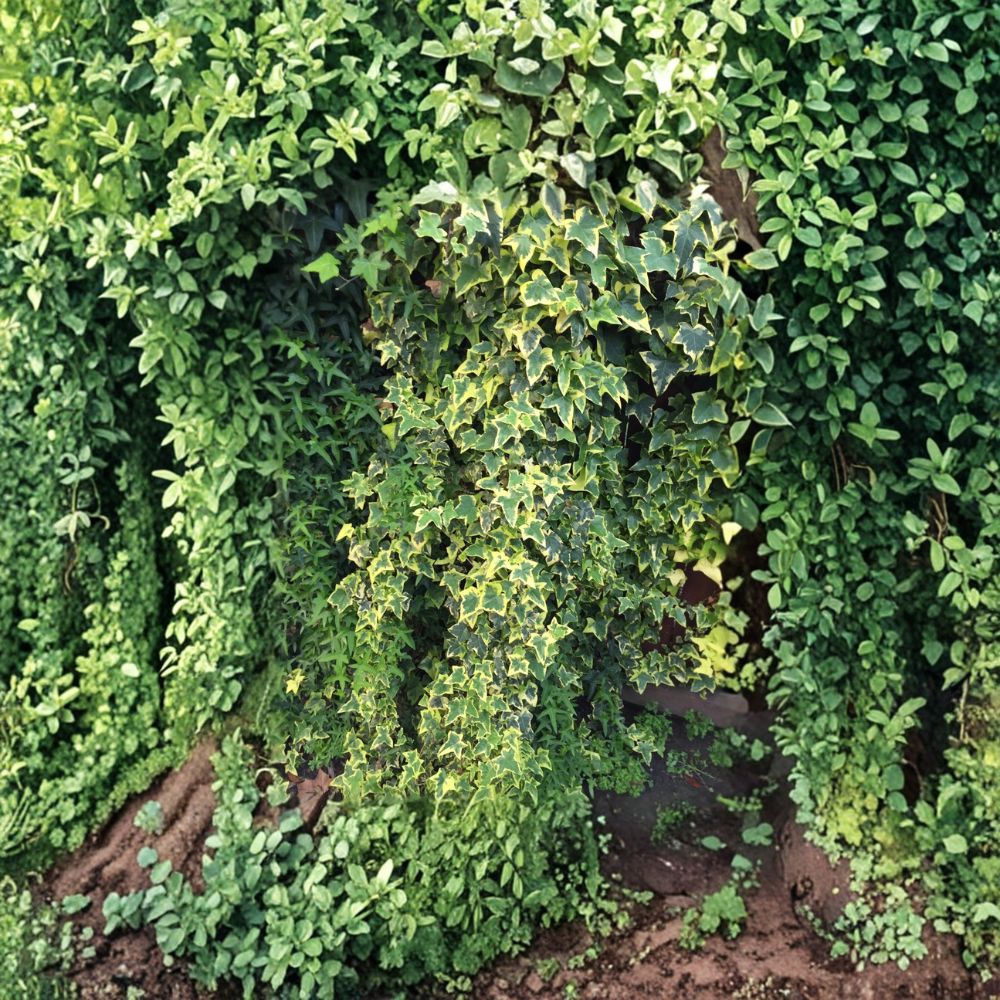 Variegated Ivy Cuttings – Organic Unrooted Vines 6" | Indoor & Outdoor Houseplant