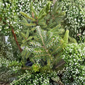 Horstmann’s Silberlocke Korean Fir - 12 Inch Live Evergreen Conifer in 1 Gallon Pot