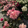 Rhododendron ‘Dreamland’ Evergreen Shrub | White and Pink Blooms | Cold Hardy #1 Container Grown