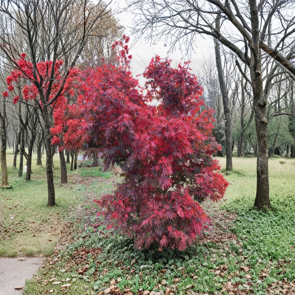 Japanese Maple Red Dawn - Full Moon Hybrid Tree | 18-24" Tall #1 Container