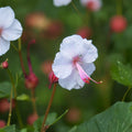 Biokovo Geranium Bare Roots – Hardy Cranesbill Perennial with White & Pink Blooms
