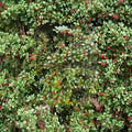Carnival American Holly - Female Evergreen Ilex opaca with Orange Red Berries | Quart Pot Plant