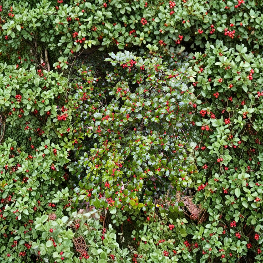 Carnival American Holly - Female Evergreen Ilex opaca with Orange Red Berries | Quart Pot Plant