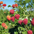 Autumn Britten Raspberry – Live Rooted Everbearing Red Raspberry Plant for Zones 3–9